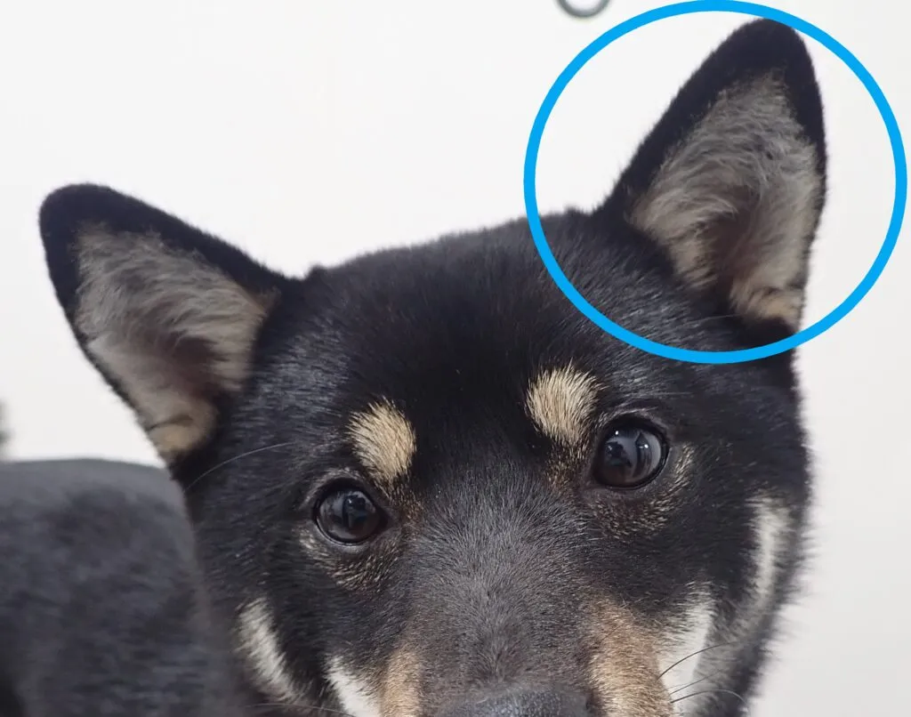 犬や猫の耳掃除と点耳薬のやり方とコツを解説します！